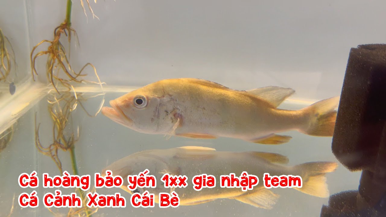 Cá hoàng bảo yến 1xx gia nhập team Cá Cảnh Xanh Cái Bè