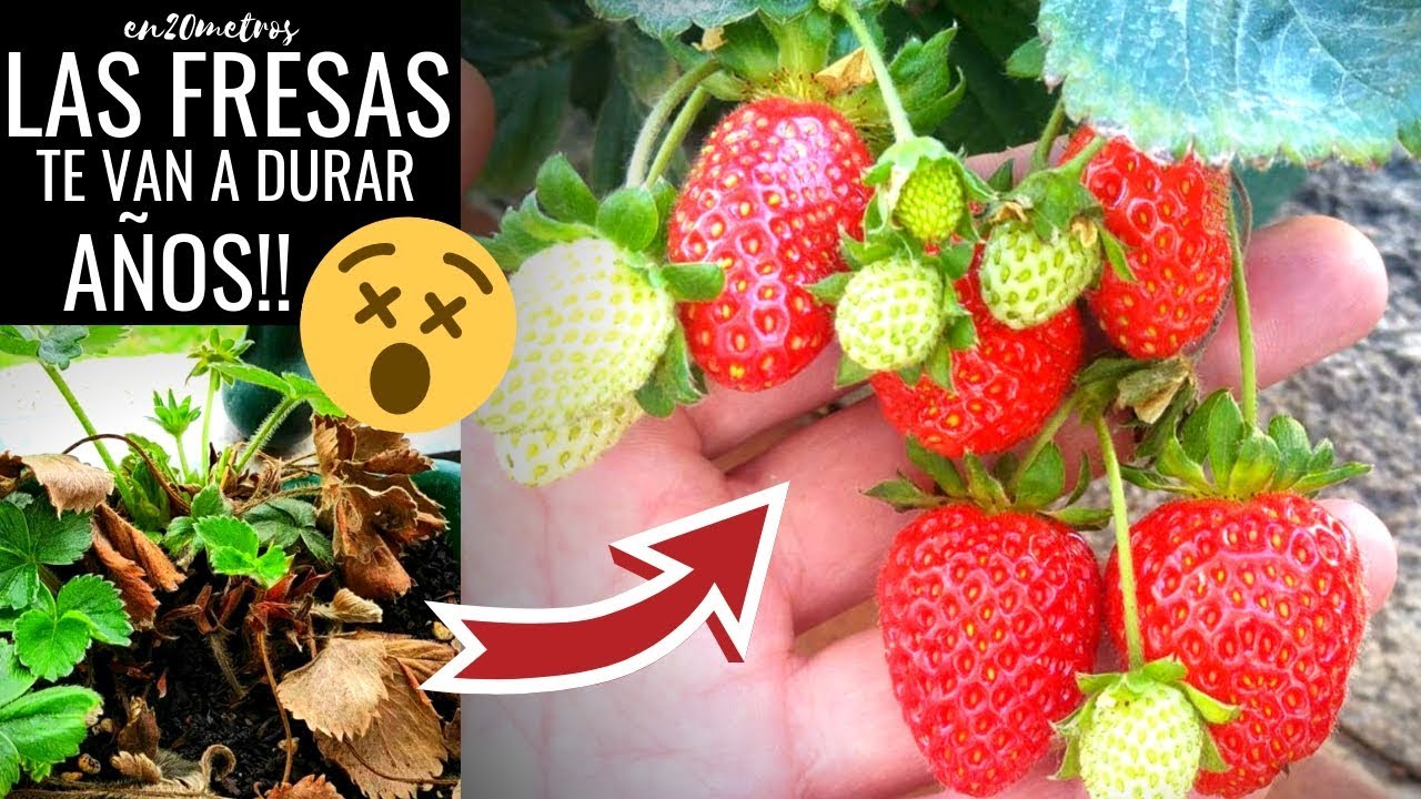 Mis FRESAS ahora duran AÑOS 🍓 Cómo tener FRUTILLAS durante años