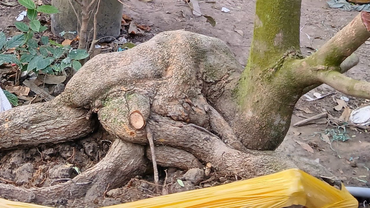 Anh chị  em mình ơi  vào  săn cây  nhé