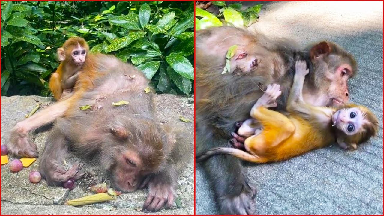 The mother monkey is seriously ill and will not survive, the baby monkey knows what to do