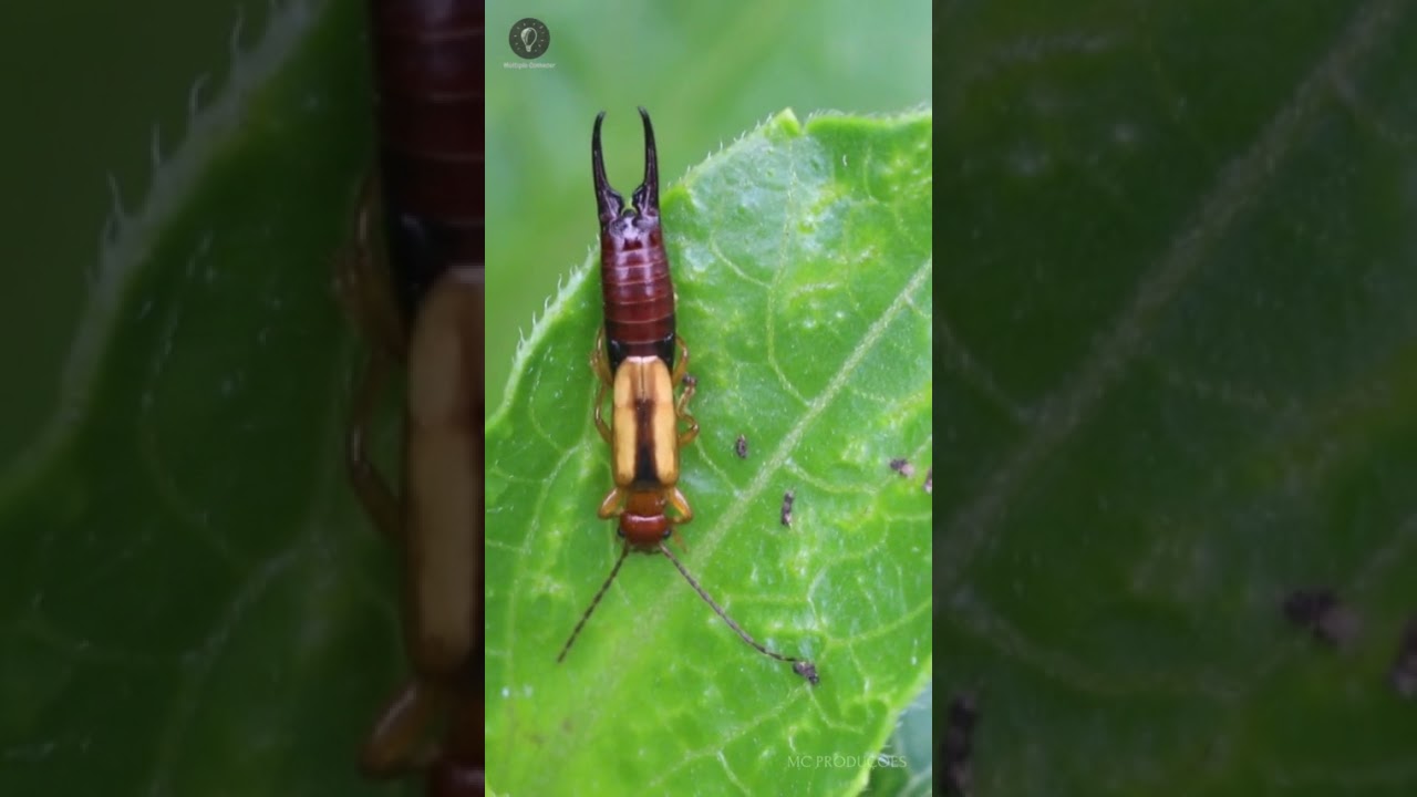A tesourinha &eacute; perigosa? #insetos #wildlife