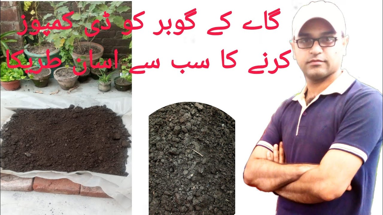 How to decompose cow dung{Cow dung decomposing way}(aa home gardening)