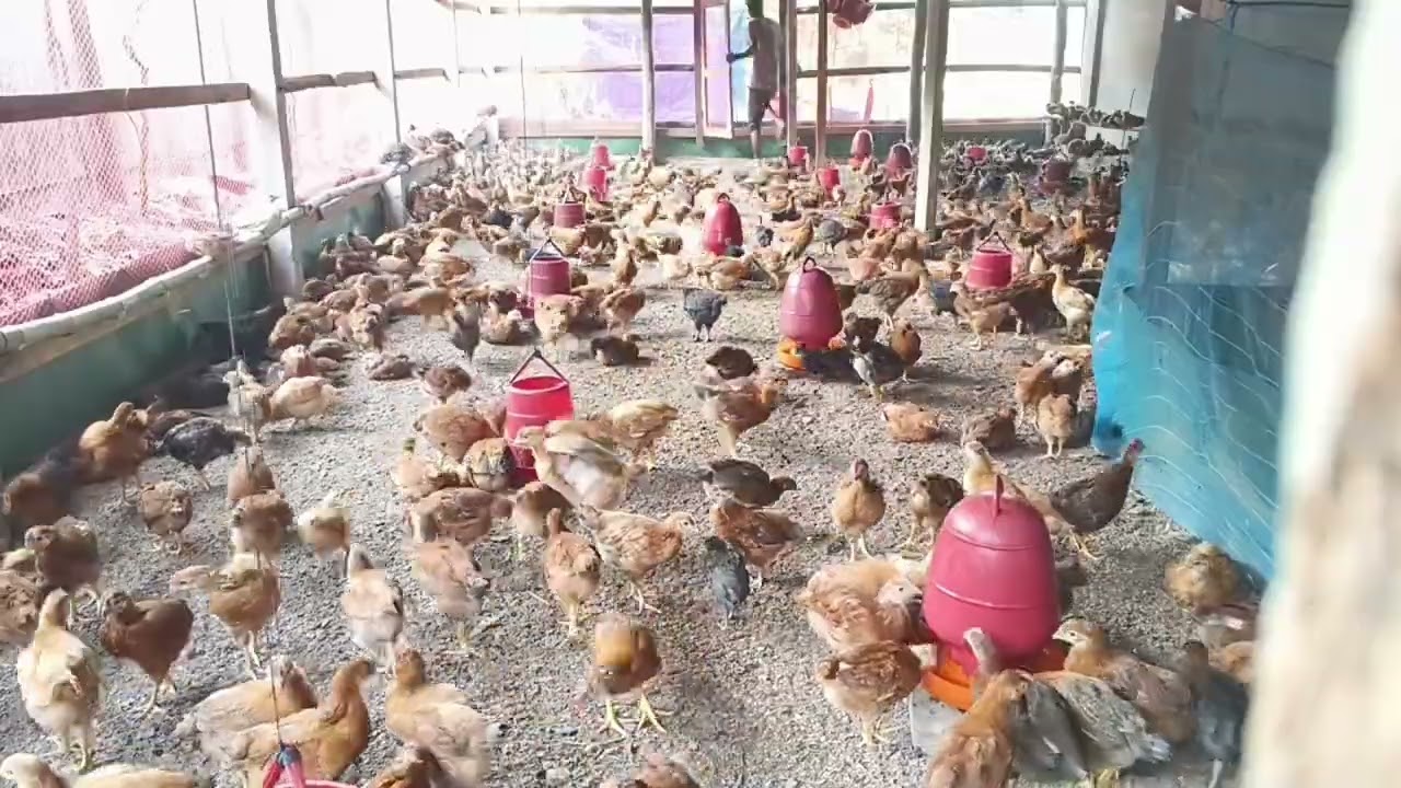 আলহামদুলিল্লাহ। #bangladesh #vairalvideo #খামার #sopnerkhamar #sonali #feni #ctg 