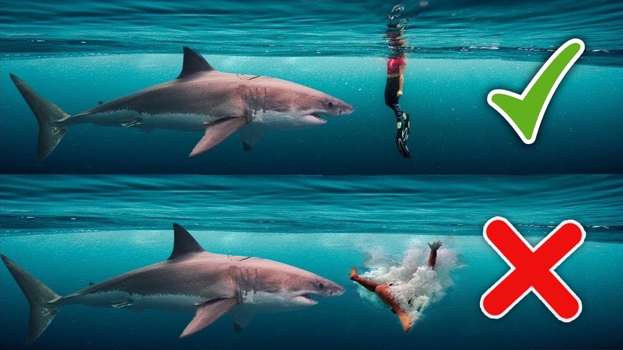 DICAS DE COMO SOBREVIVER A ATAQUE DE ANIMAIS SELVAGENS !!