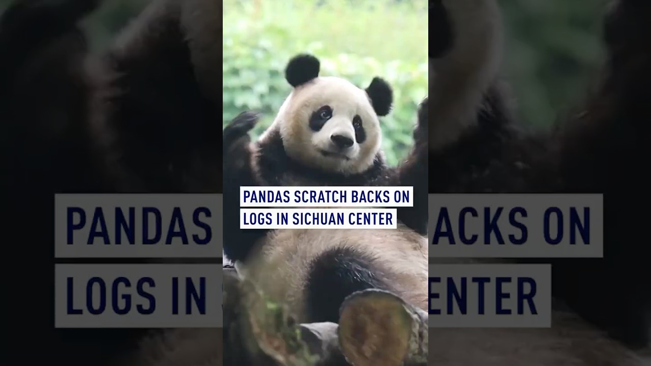 Panda dance, or back scratch?