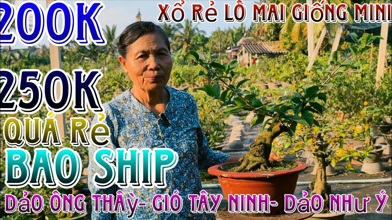 🌈5/03/2026☎️0325621622(Ngoại)🔥 xổ rẻ lô mai giống già mùa bonsai mini lấy 15-35 bo giá siêu rẻ luôn