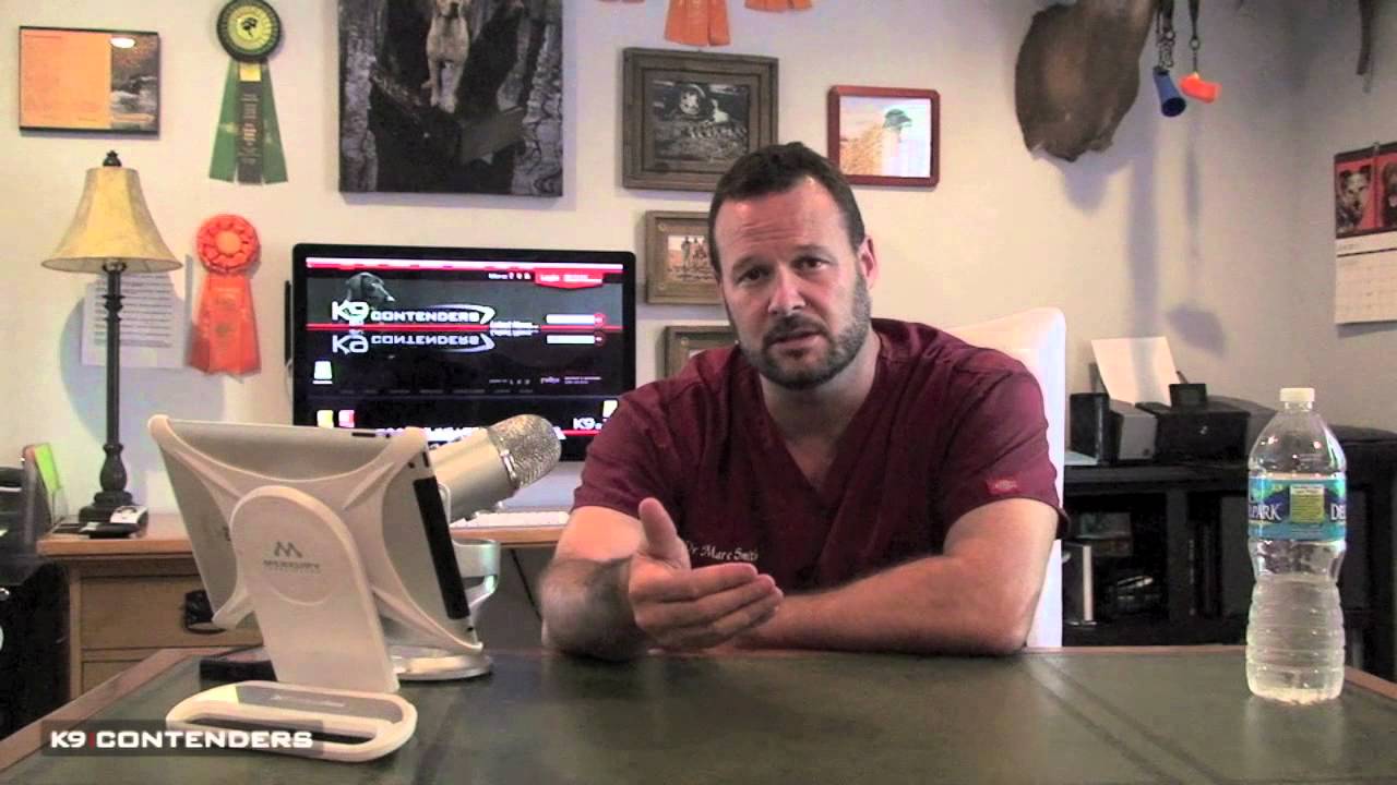 K9C Vet Dr Marc Smith - Can I Give My Dog Gatorade?