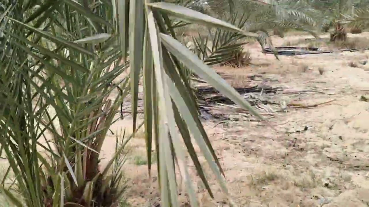 الواحات البحريه قريه منديشه