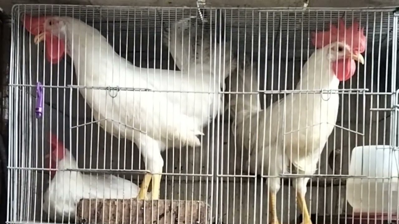 Tilaok ng Manok