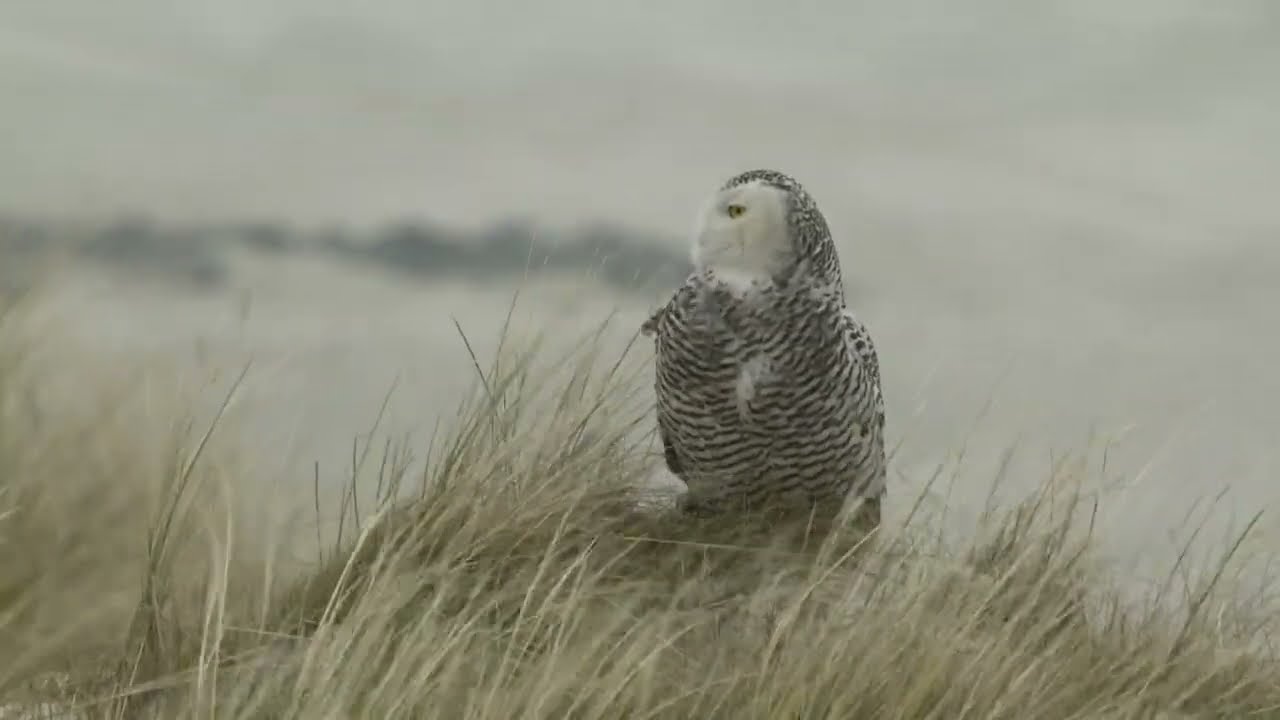 Sneeuwuil op vlieland