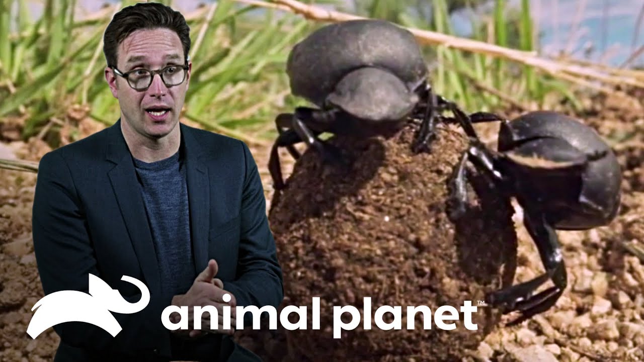 ¿Cómo camina el escarabajo pelotero? | Misterios del Mundo Animal |  Animal Planet