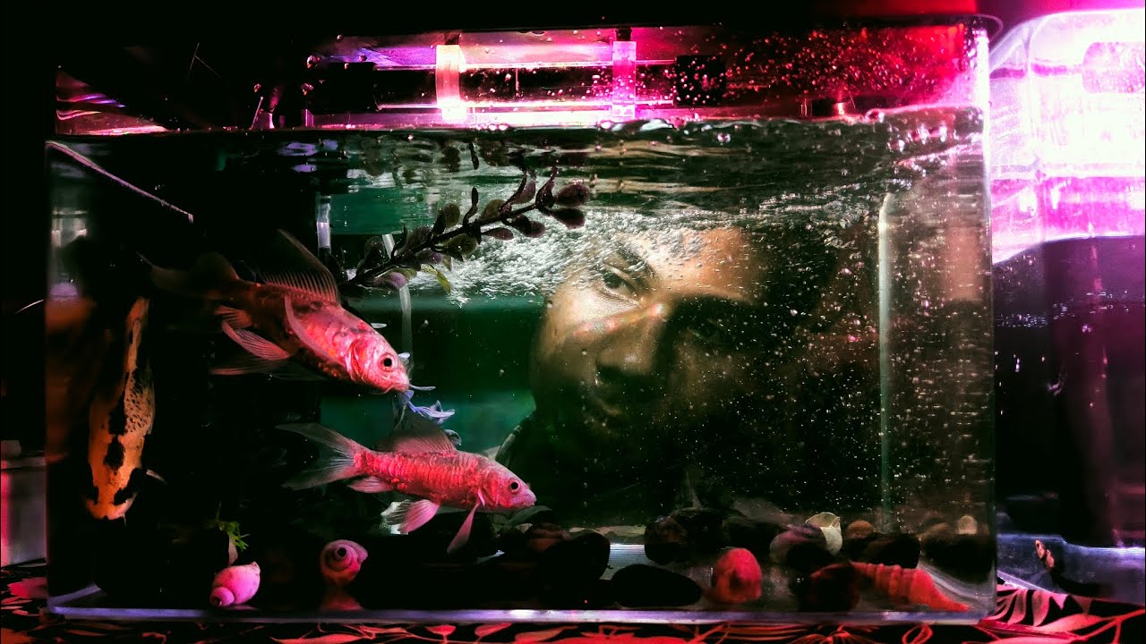 Koi Fish Lay Liya Aquarium Kay Liya 🥰
