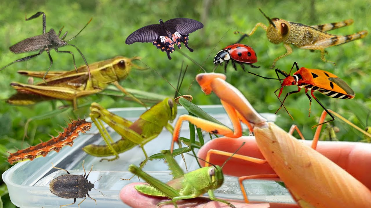 Exciting adventure‼️Hunting grasshoppers in the wild // golden praying mantis, ladybug, caterpillar