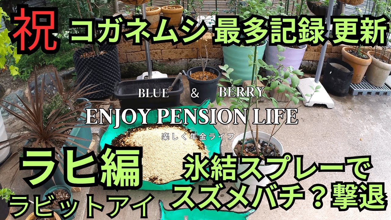ラヒ（ラビットアイ）にコガネムシ 最多記録