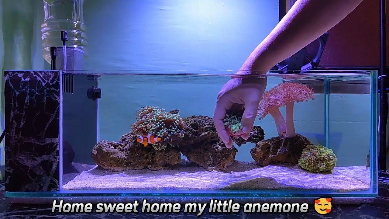 New Bubble Tip Anemone (BTA) Homecoming - DIY AIO Shallow Nano Reef Tank - Episode 15
