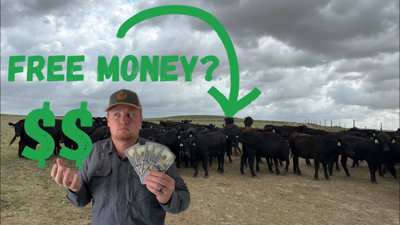 How to make money Cattle Ranching