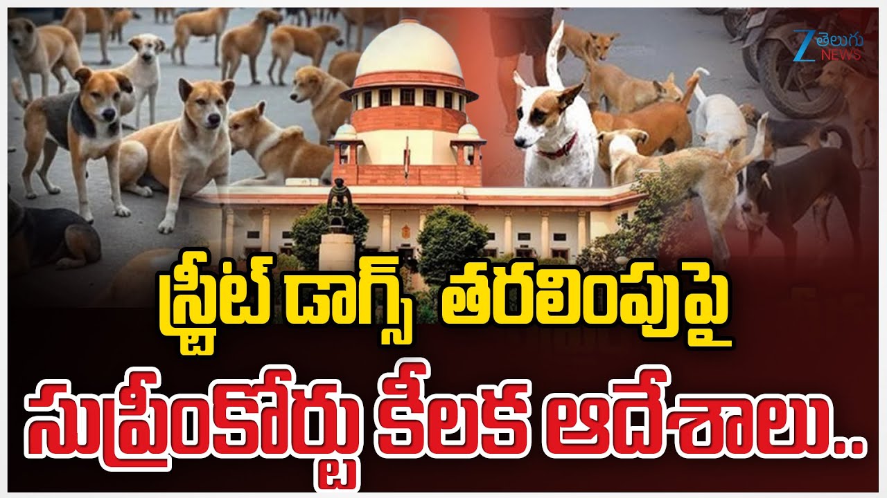 Pick up stray dogs, but release after sterilisation: Supreme Court modifies order | Zee Telugu News