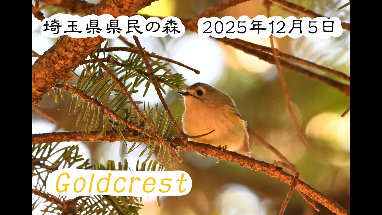 探鳥動画　埼玉県県民の森　2025年12月5日　オオマシコ・ウソ・キクイタダキ・カワラヒワ・ツグミ・シロハラ・ガビチョウ・エナガ・シジュウカラ・ヤマガラ・コガラ・コゲラ・ヒヨドリ他