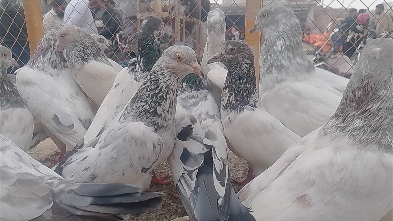 Multan kabutar mandi| multan kabootar mandi| aseel kabootar mandi| kabutar mandi|