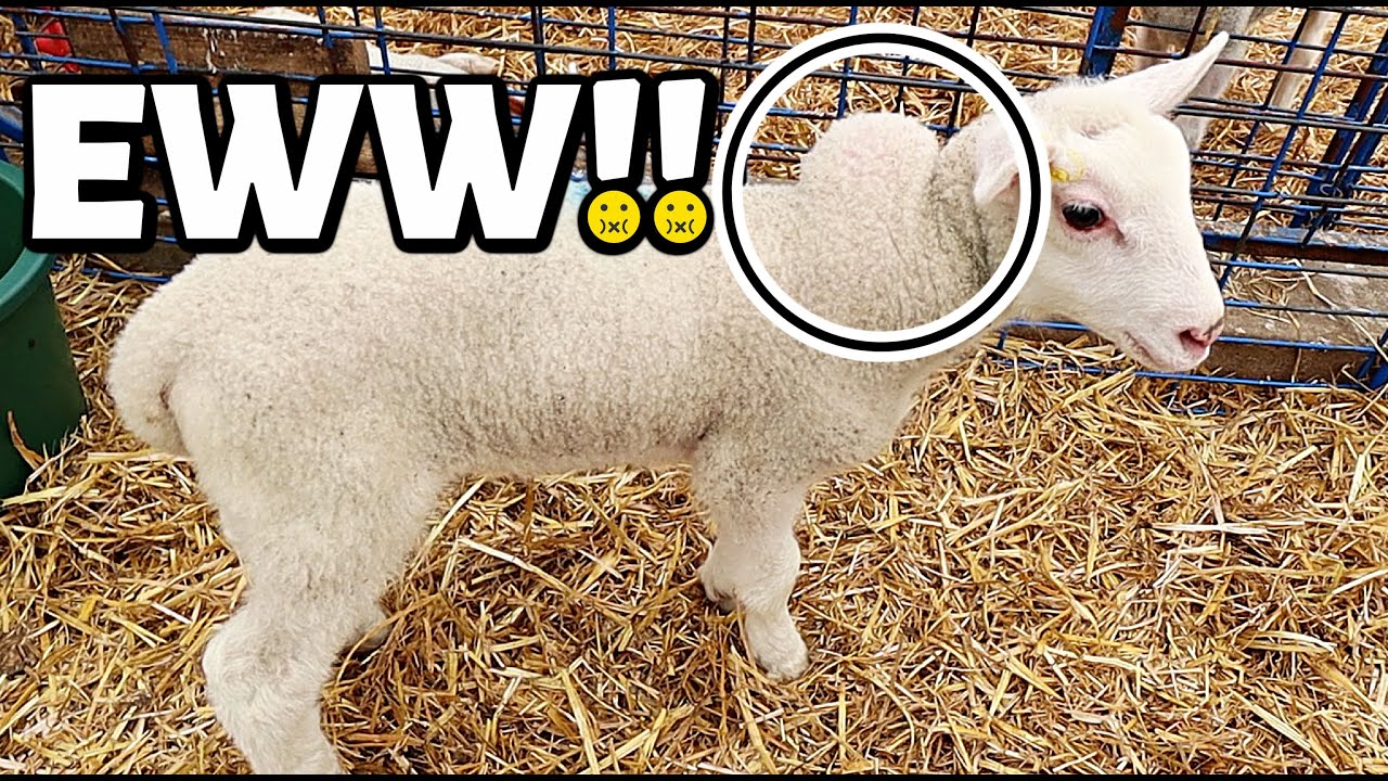 EWWW. 🤢 What did EWE DOOOO??😬 | Summer Lambing 2021 | Vlog 469