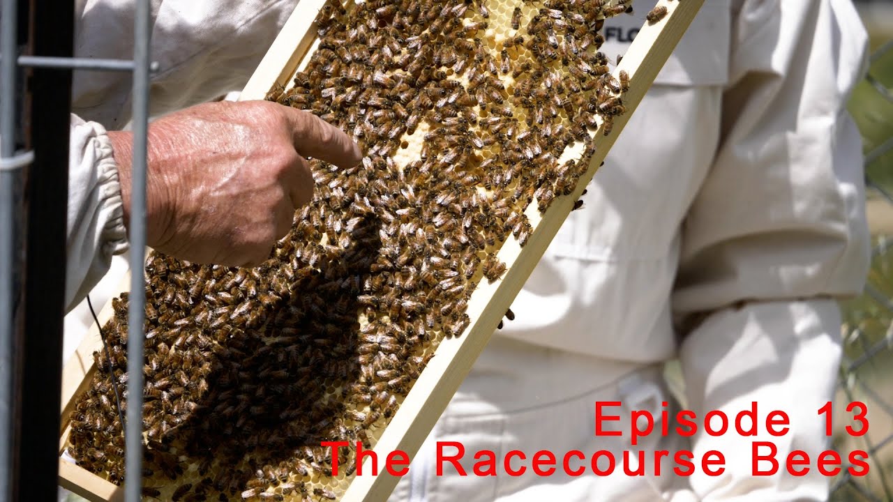 Episode 13 RaceCourse Bees