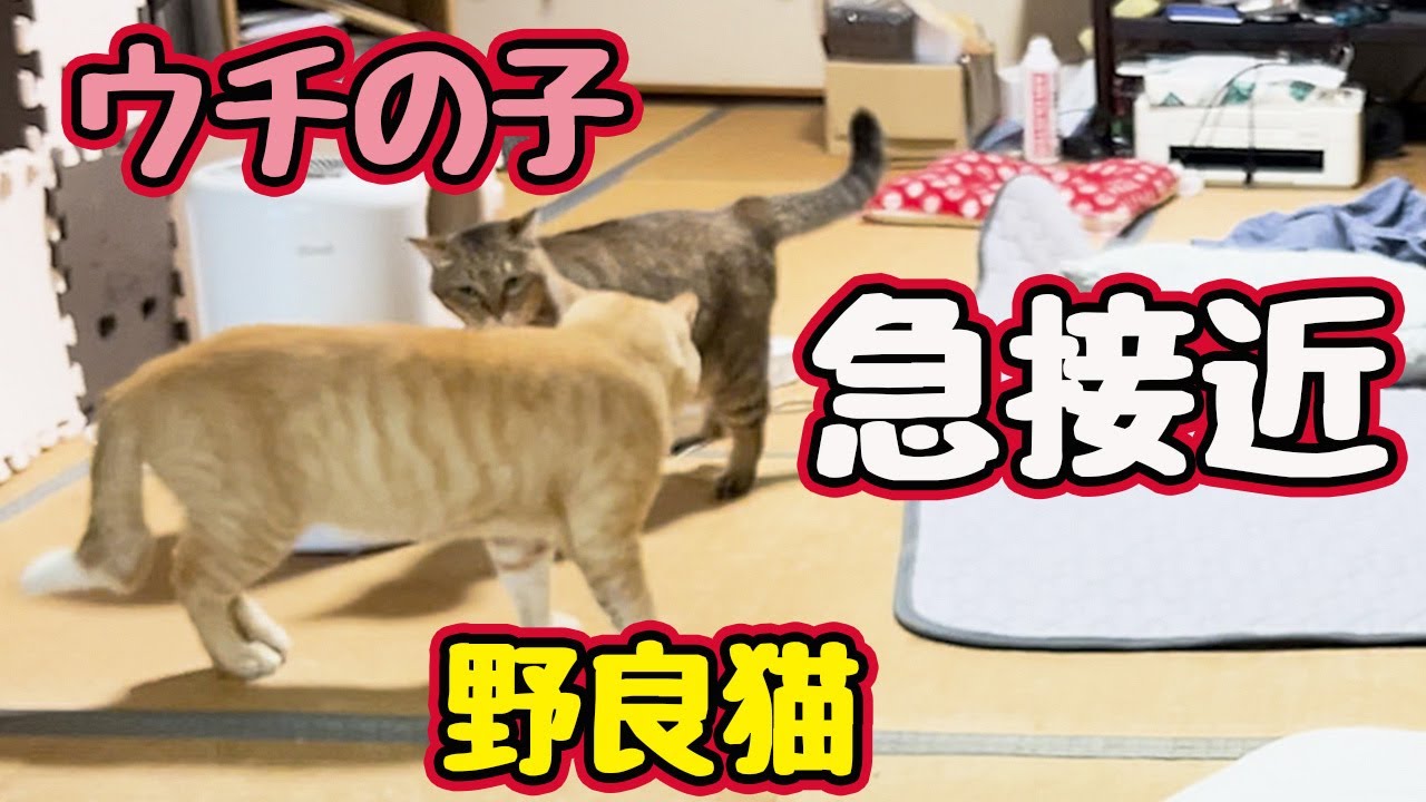 なんで急に？【野良猫】
