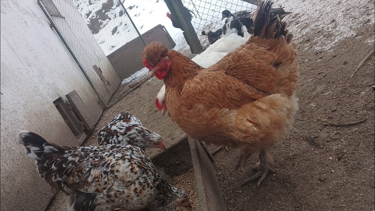 Zmiany w hodowli , dużo nowych nabytków