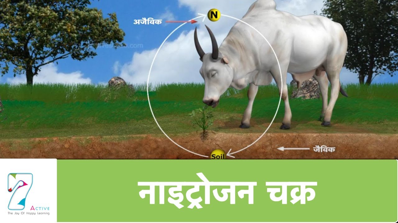 नाइट्रोजन चक्र | Nitrogen Cycle | Hindi