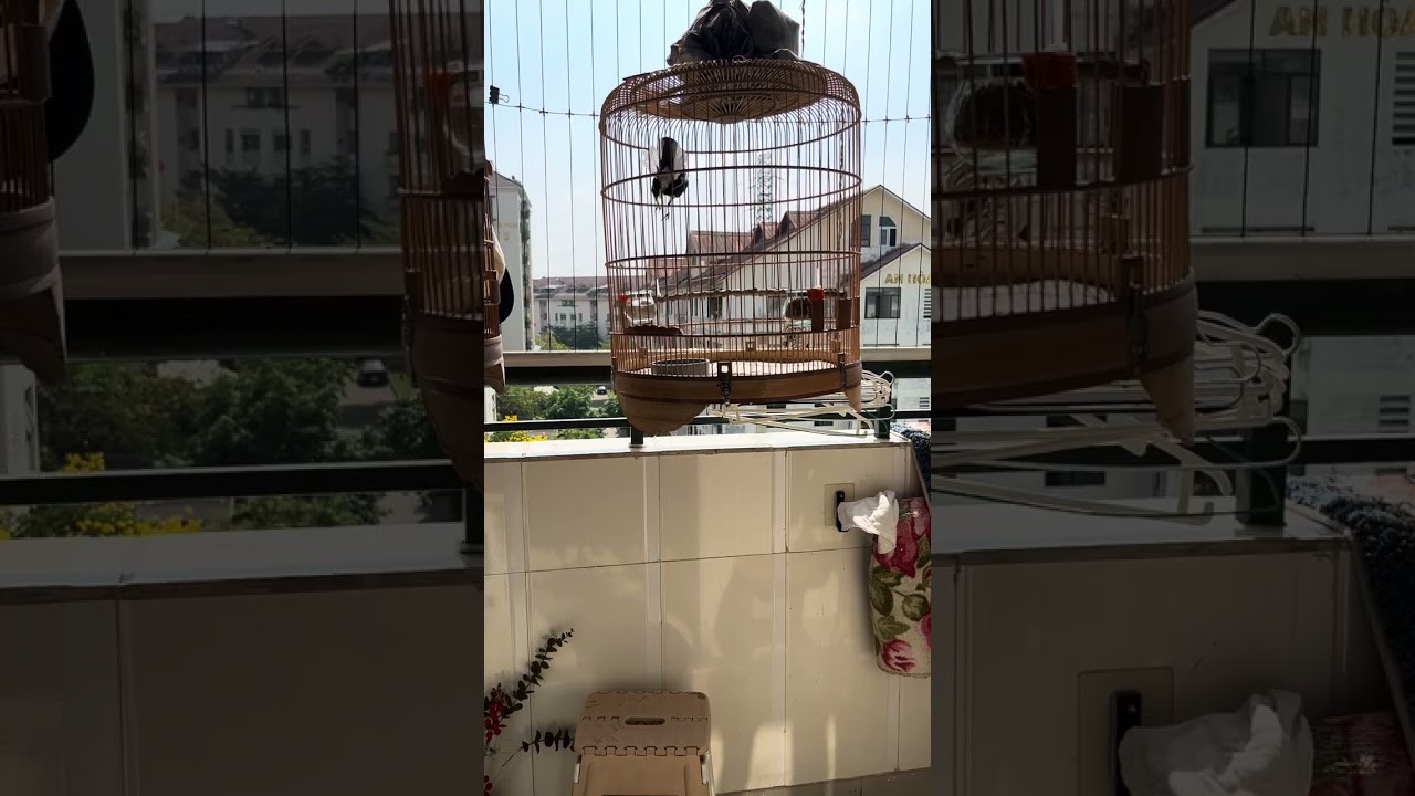 Tiếng choè than gọi mái || Luyện giọng choè than