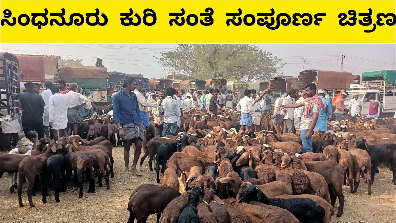 ಸಿಂಧನೂರು ಕುರಿ ಸಂತೆ | Sindhanur sheep market |