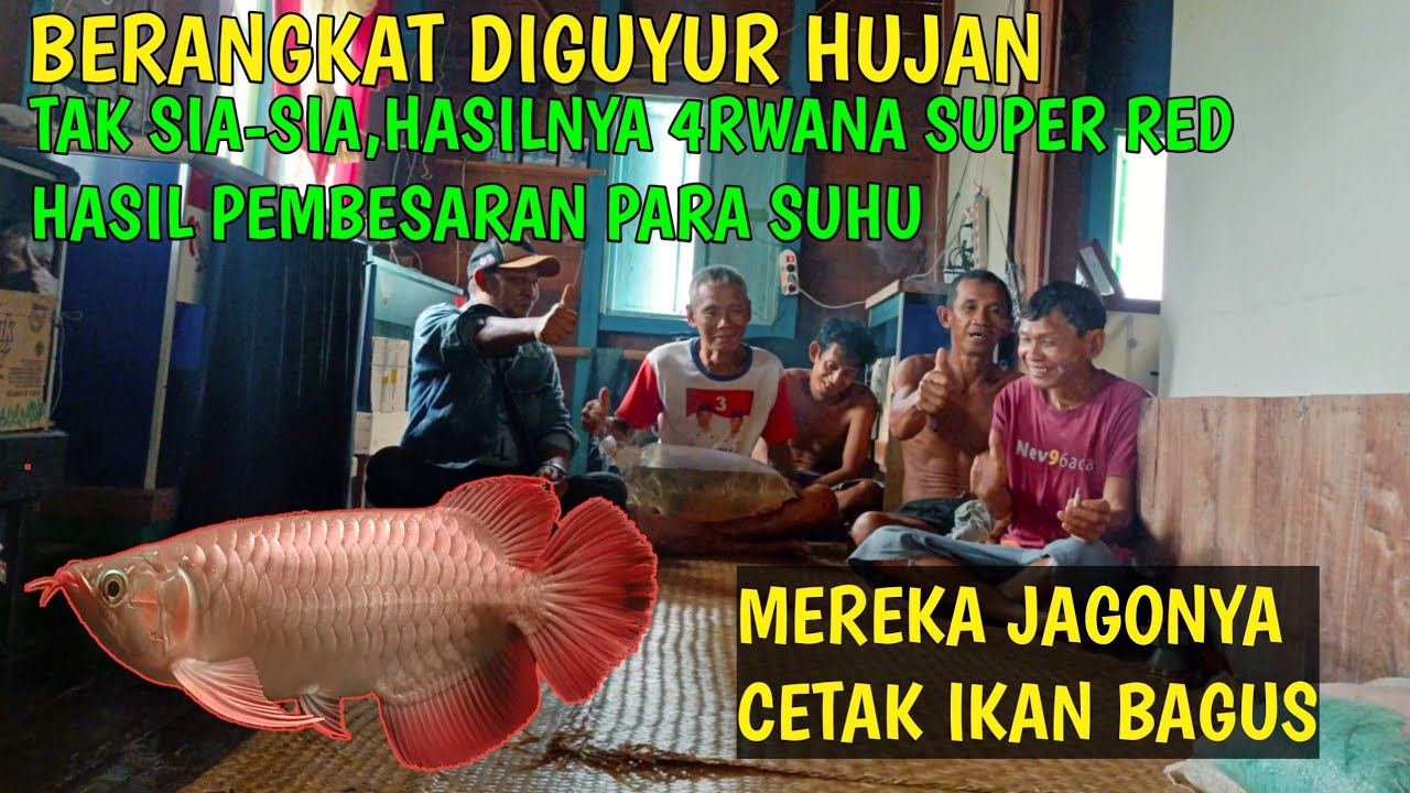 Diguyur hujan lebat,namun tidak sia-sia hasilnya dapat 3 ekor ik4n 4rwana super red dari para suhu