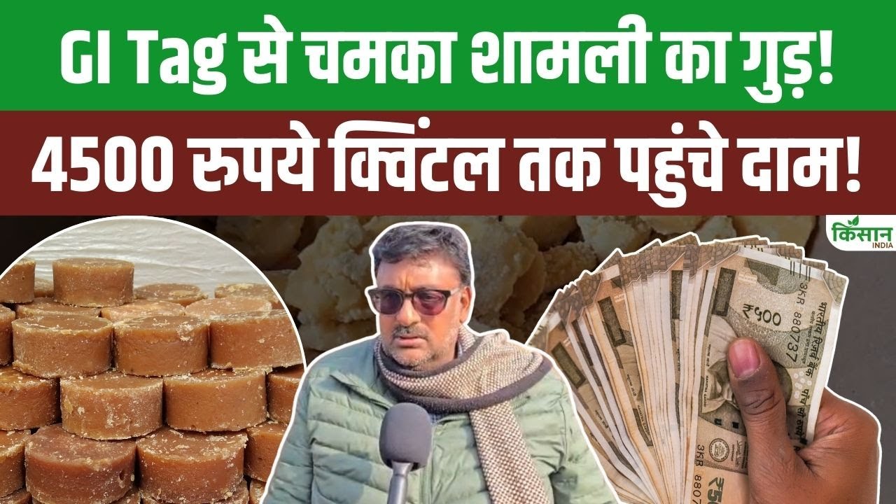 GI Tag से चमका शामली का गुड़! 100% शुद्ध और प्राकृतिक, 4500 रुपये क्विंटल तक बिक रहा शामली का गुड़!