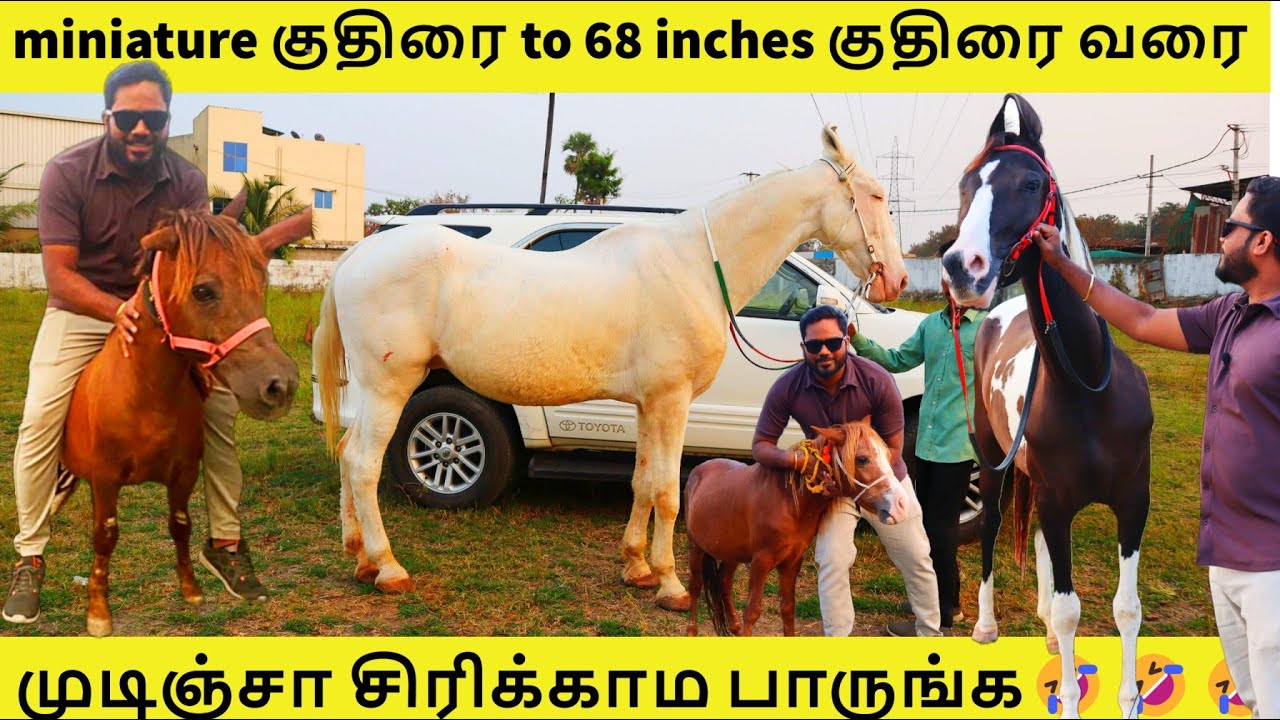 ரூ 30000 போதும் ஒரு miniature poni குதிரை வாங்க | Telangana stud farm | Hyderabad | Marwari