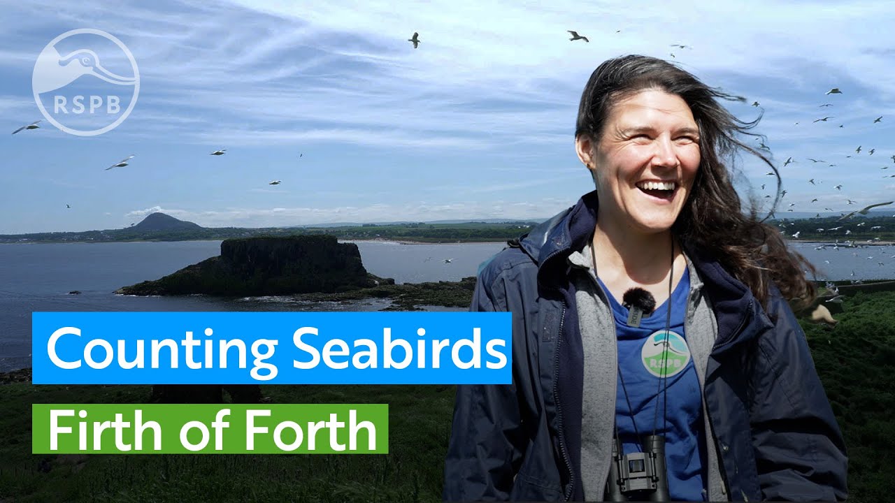 Join staff and volunteers counting seabirds in the Firth of Forth
