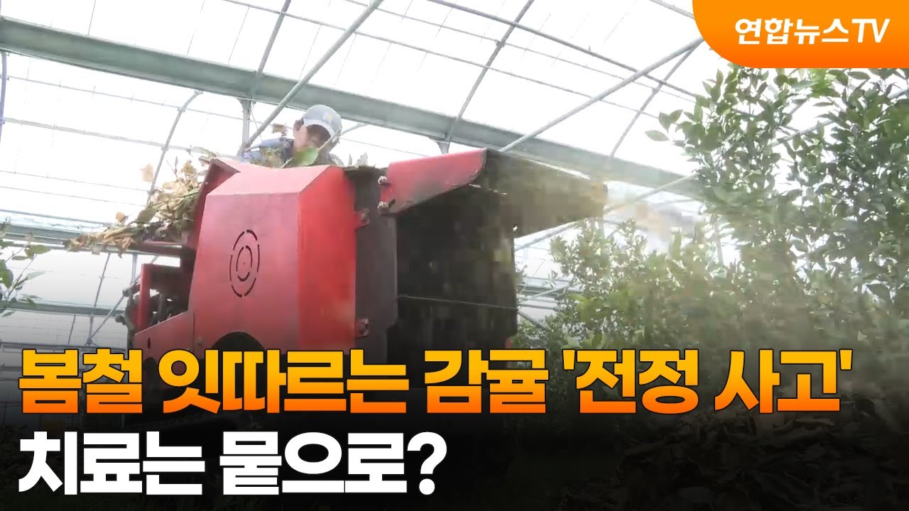 봄철 잇따르는 감귤 '전정 사고'…치료는 뭍으로? / 연합뉴스TV (YonhapnewsTV)