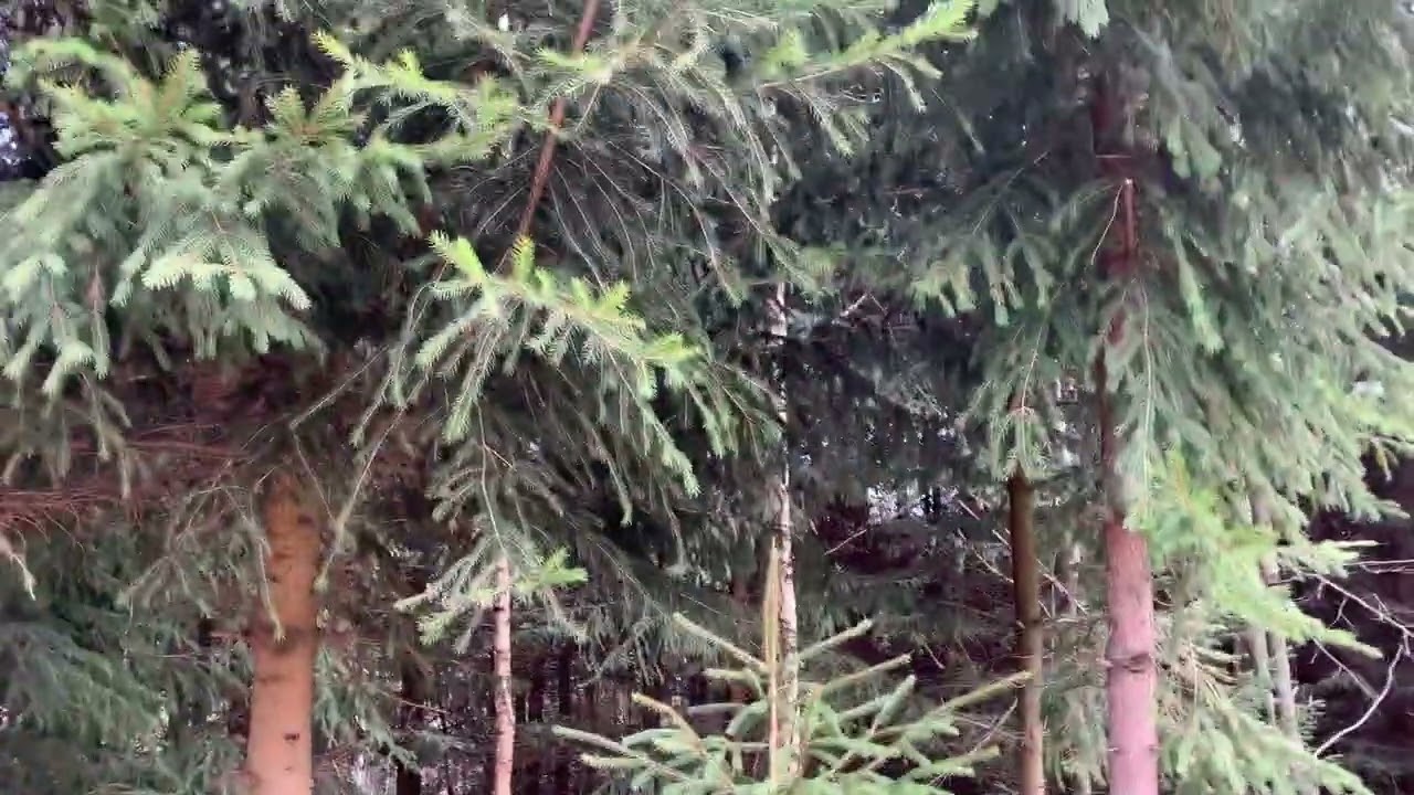 Мы-беженцы!Польша,прогулка по Оравке(Orawka)