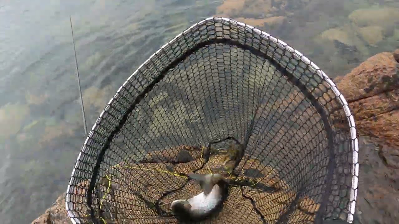 Jumping Large Sea Trout Fly fishing Isle of Mull