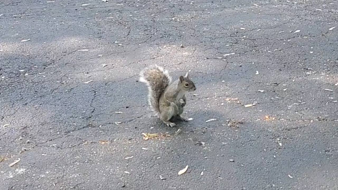 Running of the Squirrels