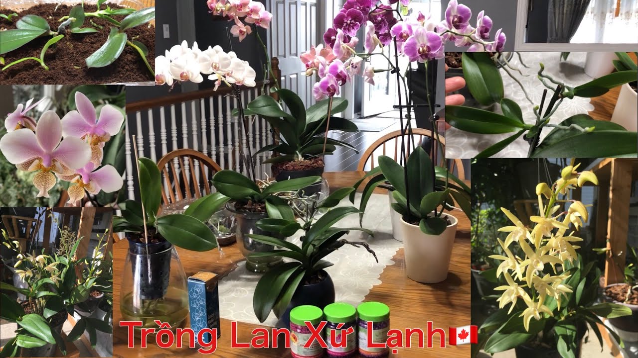 🇨🇦Nhân Giống Lan Hồ Điệp Quá Dễ. Ai Cũng Làm Được Tại Nhà🌱👍