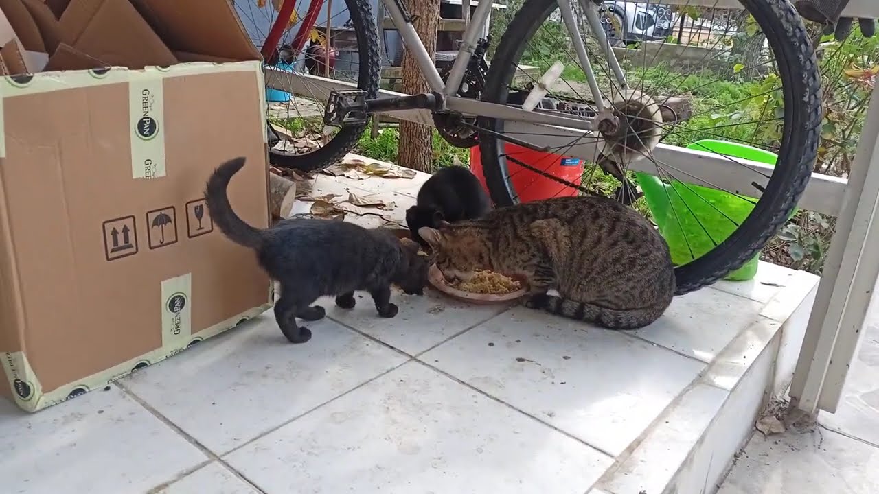 Yavru Kediler #kedi #kedivideoları #kittens