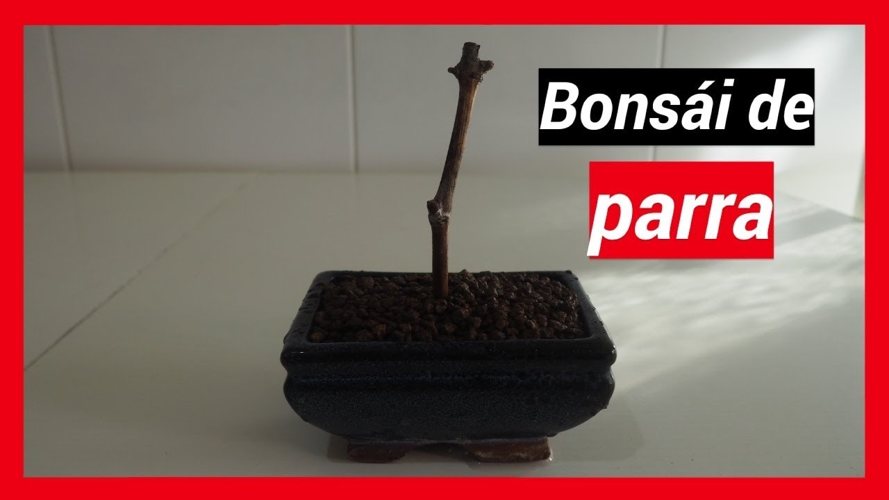 🍇Como hacer un bonsái de parra o vid (Vitis vinifera). Vídeo 1. 🍇