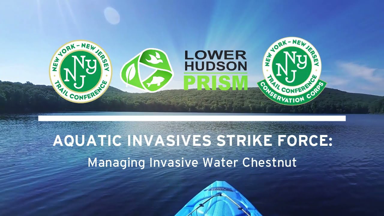 Managing Invasive Water Chestnut
