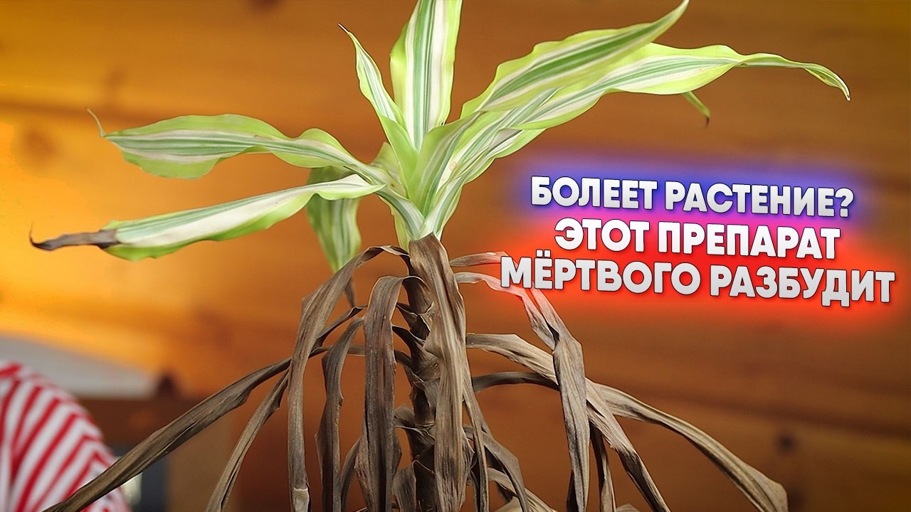 Болеет растение? Этот препарат мёртвого разбудит