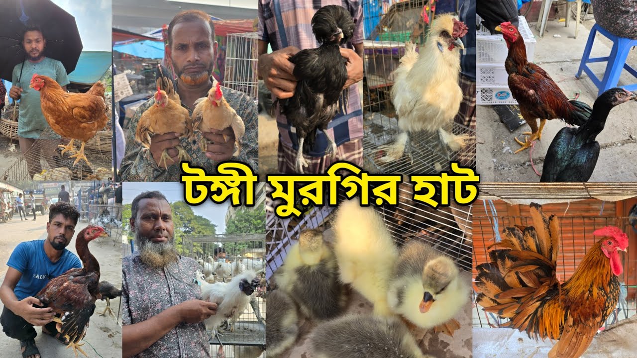 Tongi chicken hat | বাচ্চা সহ দেশি মুরগি | দেশি মুরগিতে ভরপুর | ফেন্সি মুরগি | ফেন্সি মুরগির দাম 