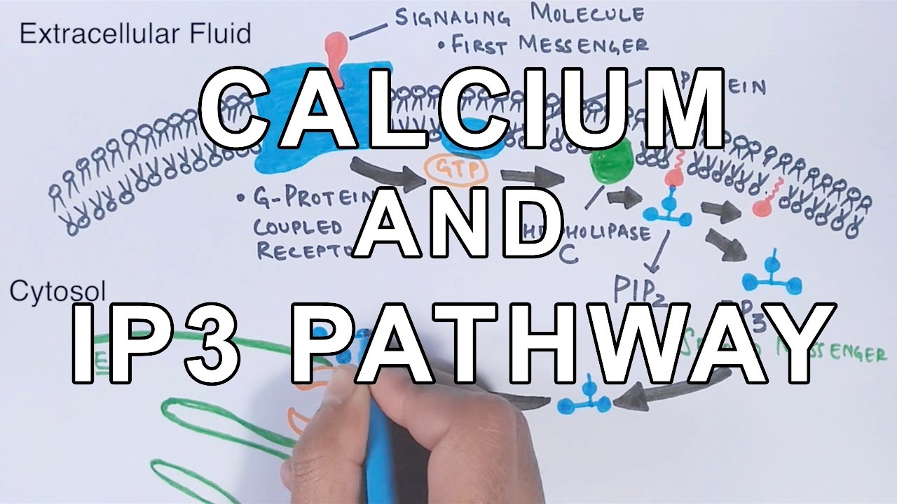 Calcium & IP3 Pathway