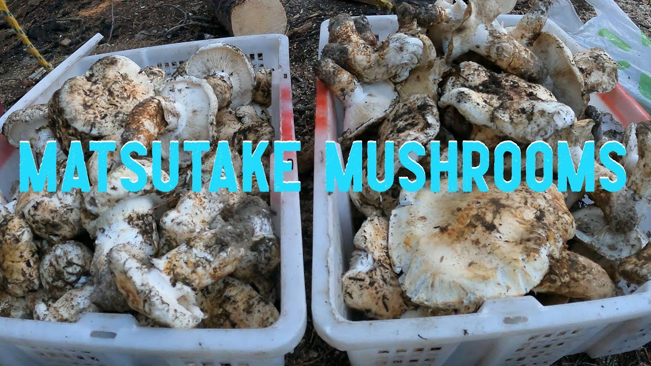 Matsutake Mushroom harvest in the Cascade Mountains of Oregon