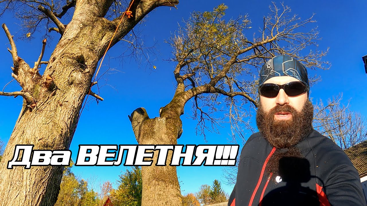 Два дерева за один день
