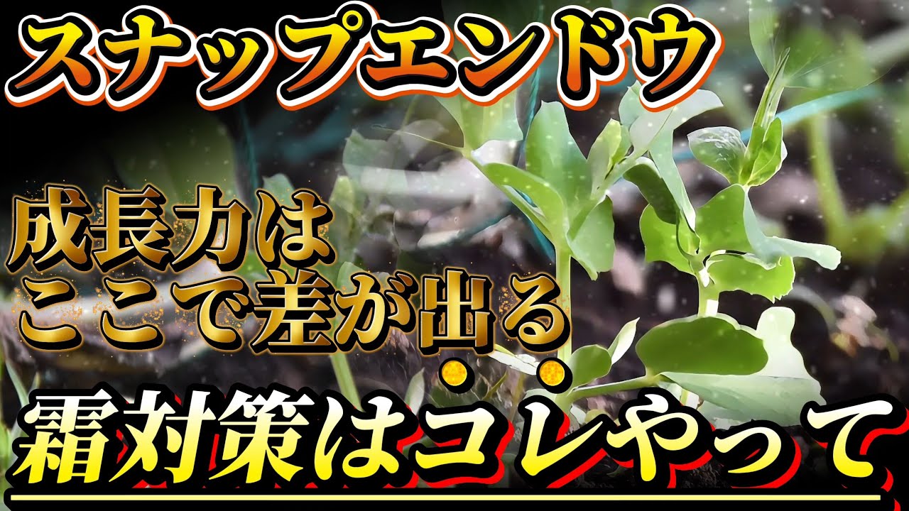 【スナップエンドウ】霜対策で春の成長が変わります！！上級者はここを注意して育てています！