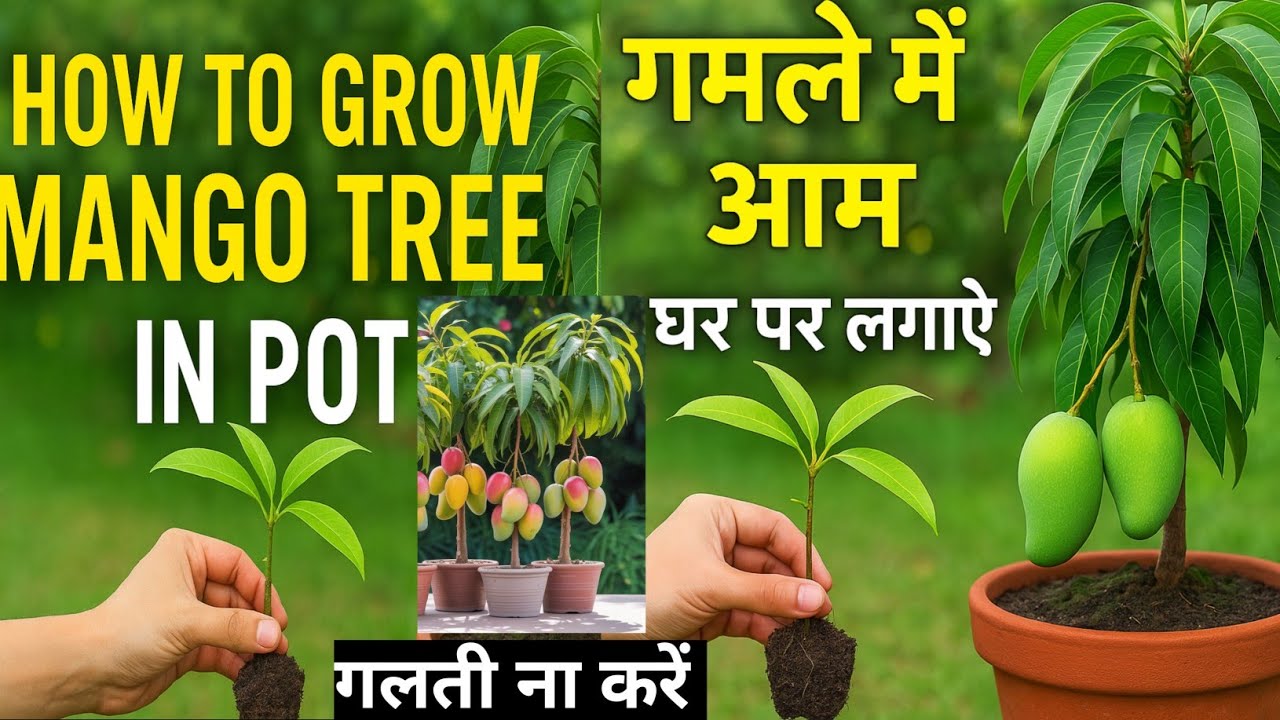 How to Grow Mango Tree in Pot at Home – Step by Step Guide