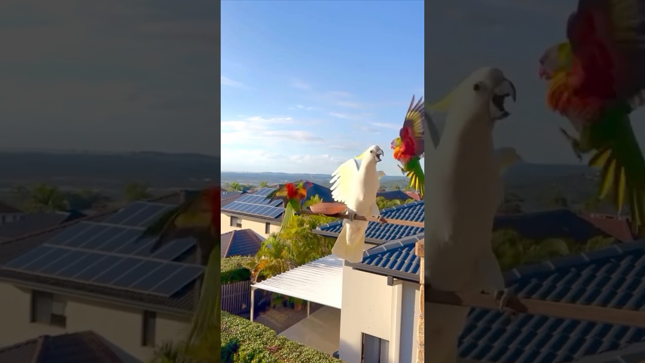 Cockatoo nd lorry fighting 🥹#cockatoo #lorry #fight #fighting #parrot #birds #shorts #youtubeshorts